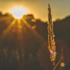 Naklejka premium Tall grass in a contour of the setting sunlight
