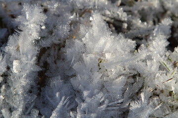 sparkling snowflakes, clinging to blades of grass