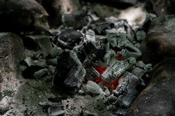 Embers of a burnt campfire tree