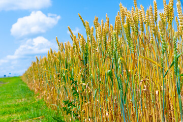 Obraz premium Wheat ears growing in the field