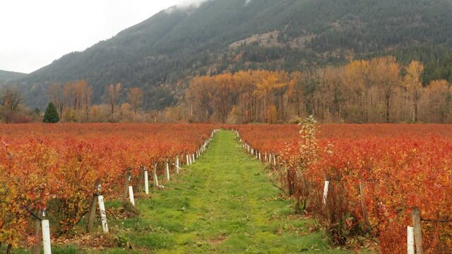 Beautiful fall landscape with vibrant autumn color blueberry farm, that lies under a mountain in British Columbia, Canada