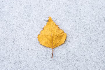One yellow birch leaf is lying on the snow. Winter background