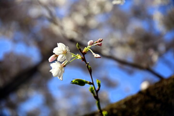 Hanami, green twig with cherry blossoms, white and light blue background,  bokeh effect