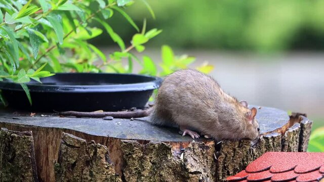 brown rat Rattus norvegicus steals bird seed
