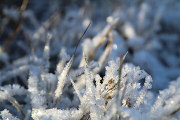 ice crystals grown on grass