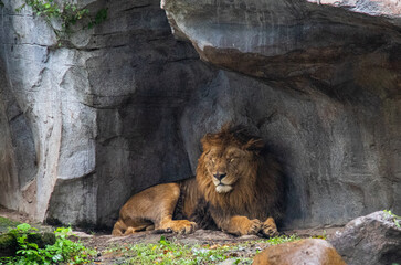 Fototapeta na wymiar Lion dans une grotte