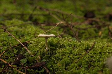 Weißer Pilz im Moos.