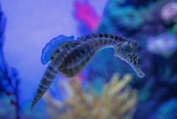 Obraz na płótnie Canvas Hippocampe de l'aquarium de Shanghai, Chine 
