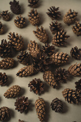 Christmas picture with fir cones on a gentle background