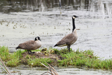 Canada Goose Family