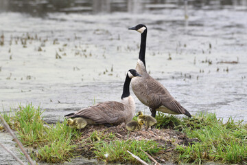 Canada Goose Family