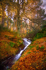 Fototapeta na wymiar nature landscape in forest with fallen leaves and river with orange autumn colors. Spain