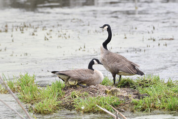 Canada Goose Family