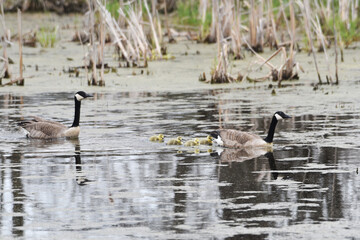 Canada Goose Family