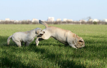 Fototapeta premium two sweet yellow labradors in the park