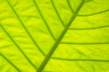 Fototapeta na wymiar Closeup of abstract pattern fresh green leaf texture of alocasia odora with backlight from the natural light source.
