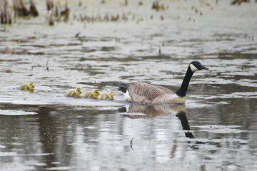 Canada Goose Family