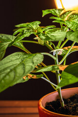 A bush of homemade pepper in a red pot with white flowers.