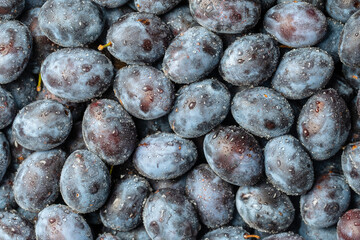 A lot of fresh blue plums fruit with water drops. Close up, top view