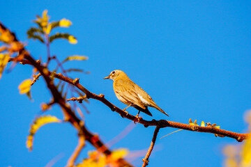 Northern mockingbird in the backyard 