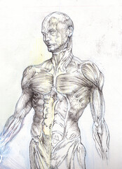 Human torso anatomical illustration in black and white.