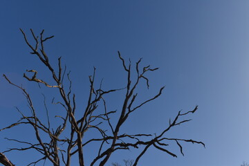 Bur Oak Blue Sky