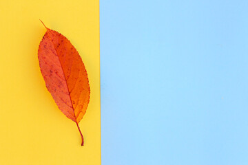 Obraz premium Autumn composition. Dry leaf on a yellow background. copy space