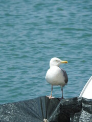 Fototapeta na wymiar Seagull is standing on a covered element