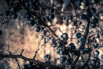 Blackthorn, sloe at a bush. Macro.