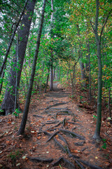 A path in the Vermont woods