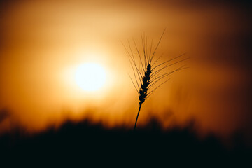 wheat field at sunset © Elza_R