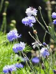 Numerous blue flowers on thin stems