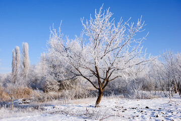 A tree covered with frost on a frosty sunny morning
