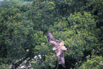 A Red Kite in flight