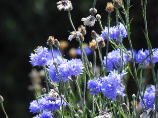 Numerous blue flowers on thin stems