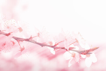 Fototapeta premium Banner with copy space spring background blossoming branches of apricots