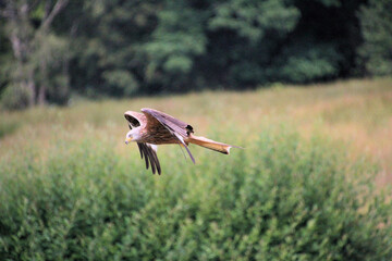 A Red Kite in flight