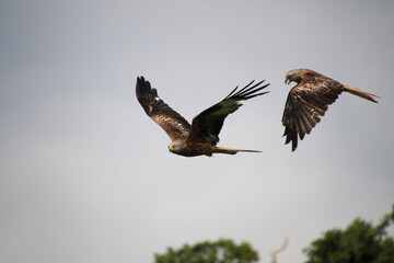 A Red Kite in flight
