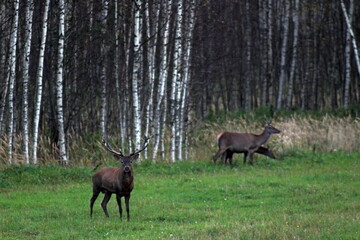 Naklejka na ściany i meble European red deer with large antlers during the breeding season. Unique image of wild animals.