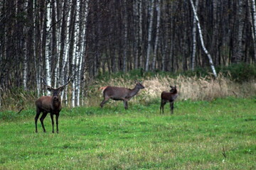 Naklejka na ściany i meble European red deer with large antlers during the breeding season. Unique image of wild animals.