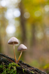 Mushrooms in the autumn forest