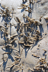 Ensemble de stalagmites de sable sur la plage du Rocher du Lutin à Ile de Noirmoutier -Vendée