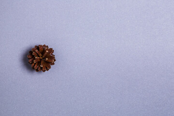Single pinecone on gray background