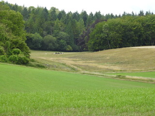 Fields, meadows, trees