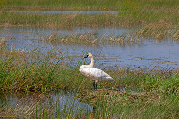 Trumpeter Swan on nest, Tuttle Marsh, Huron National Forest, Iosco County, Michigan