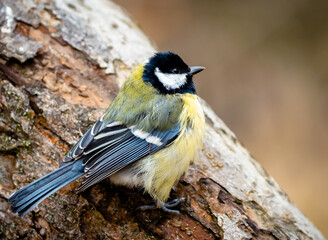 Great tit sitting on a tree rumpled feathers. Cute little birdie with black, white and yellow feathers in winter. Portrait of a titmouse with gaudy plumage with blurry background