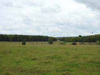 Fototapeta na wymiar Numerous crows fly over the field