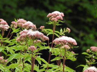 Large burgundy flowers with a butterfly