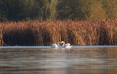 The heart formed by swans