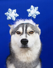Funny husky dog with a snowflike on its head